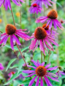 mel de equinacea bio echinacea honig bio 