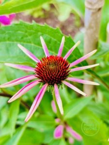 mel de equinacea bio echinacea honig bio